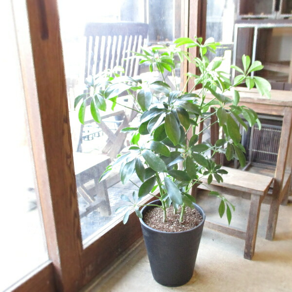 楽天市場】シェフレラ ホンコンカポック 8号鉢サイズ 黒色 セラアート