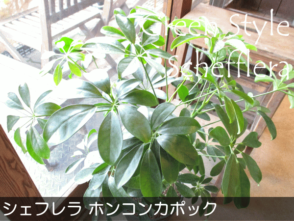シェフレラ ホンコンカポック 7号鉢サイズ 黒色 セラアート鉢 ブラック 鉢植え 香港カポック 送料無料 薫る花 観葉植物 おしゃれ インテリアグリーン アジアンテイスト 大型 中型 Educaps Com Br