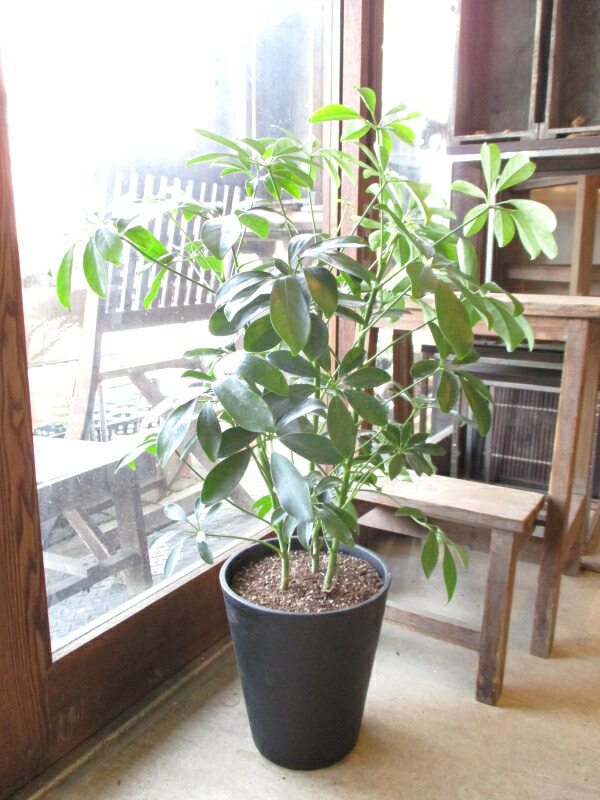 シェフレラ ホンコンカポック 7号鉢サイズ 黒色 セラアート鉢 ブラック 鉢植え 香港カポック 送料無料 薫る花 観葉植物 おしゃれ インテリアグリーン アジアンテイスト 大型 中型 Educaps Com Br