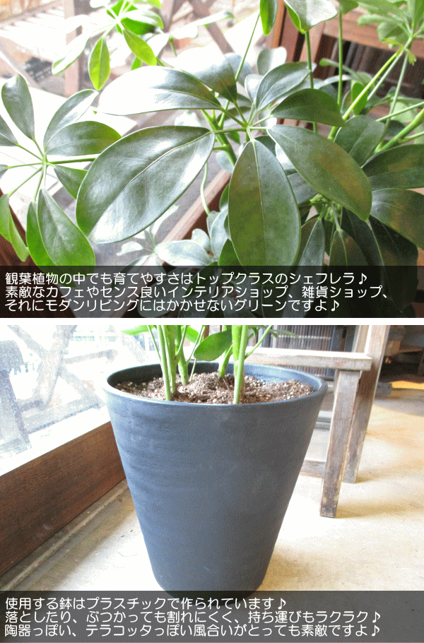 シェフレラ ホンコンカポック 7号鉢サイズ 黒色 セラアート鉢 ブラック 鉢植え 香港カポック 送料無料 薫る花 観葉植物 おしゃれ インテリアグリーン アジアンテイスト 大型 中型 Educaps Com Br