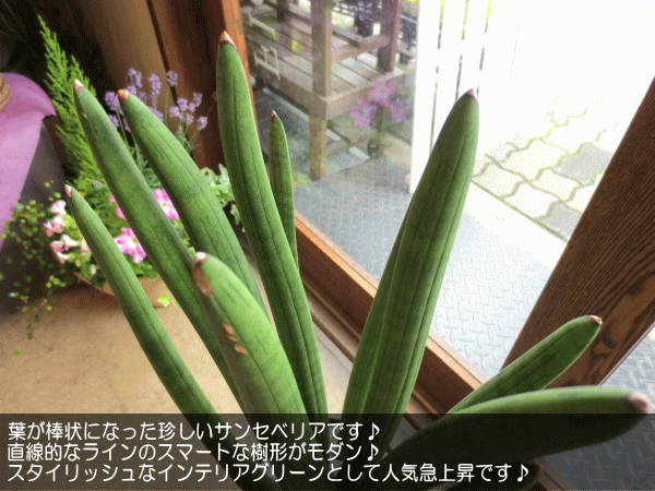 送料無料 直線的なラインがスタイリッシュ サンスベリア スタッキー 7号鉢サイズ 楽ギフ 包装 楽ギフ メッセ入力 Hls Du 薫る花 観葉植物 ミニ インテリア プレゼント ギフト 誕生日 開店祝い 引越し サンセベリア 種類 Marcsdesign Com