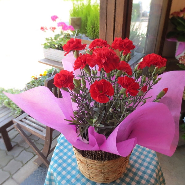 母の日の大定番♪上質のお花を厳選してお届け♪カーネーション（赤色）5号鉢サイズ 鉢植え【薫る花】