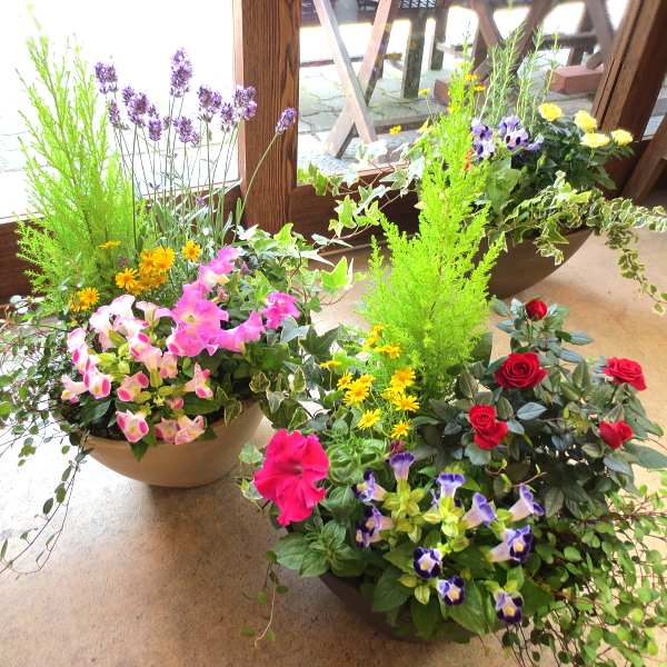 女性のおすすめ ギフト 新築祝い花を おしゃれな鉢植え 寄せ植えランキング 1ページ ｇランキング