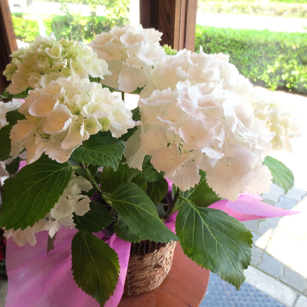 白いお花が魅力的な玉紫陽花(タマアジサイ)♪アジサイ シュガーホワイト 5号鉢サイズ 鉢植え【薫る花】