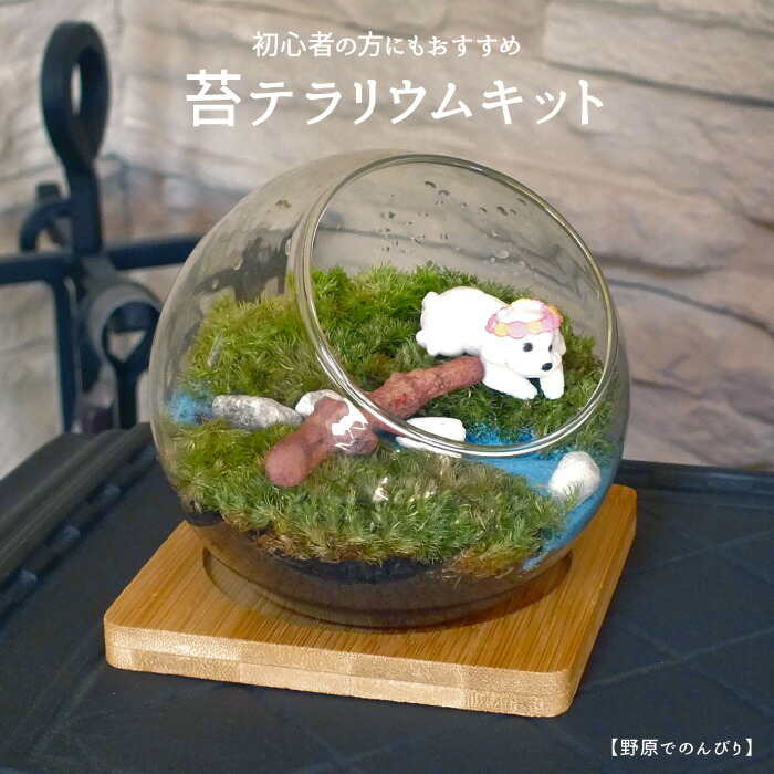 原野でゆっくり 蘚類テラリウム 苔リウム コケリウム 盆栽 苔 手作り キット 巣ごもり おうち期間 ガーデニング 観葉草木 園芸 癒し 祝儀 生まれる年月日 贈答品 新米 スターターキット コンビニ収受 通貨価値エクスチェインジ不可商物 Lchdhealthcare Org