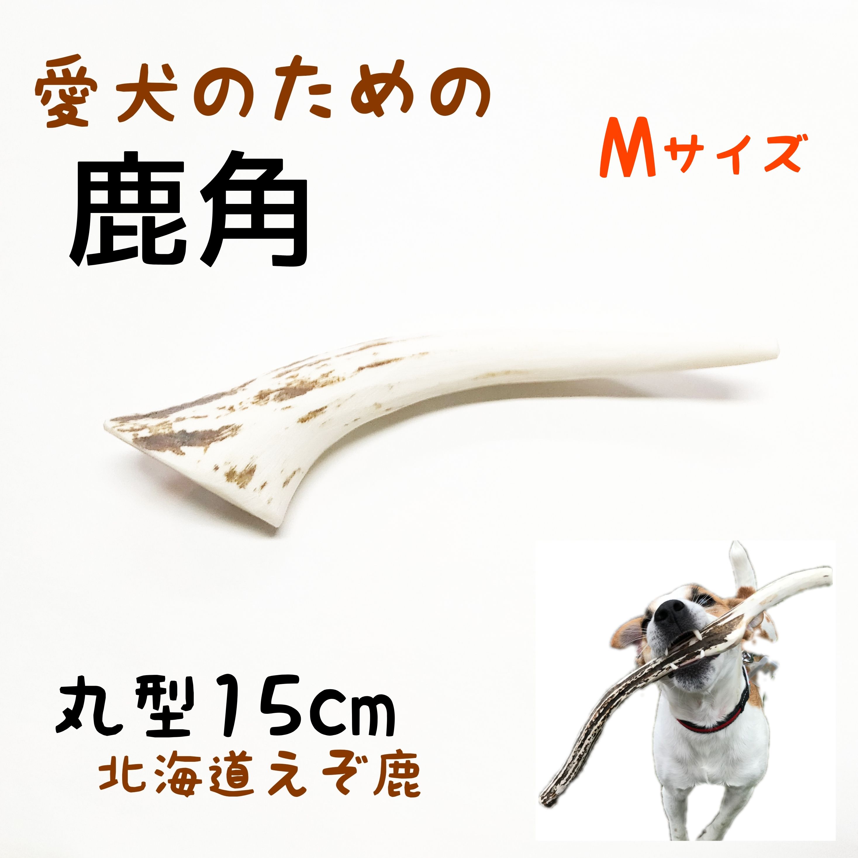 楽天市場】鹿の角 犬 長さ15cm 丸型 Mサイズ 1本 長持ち 国産 北海道