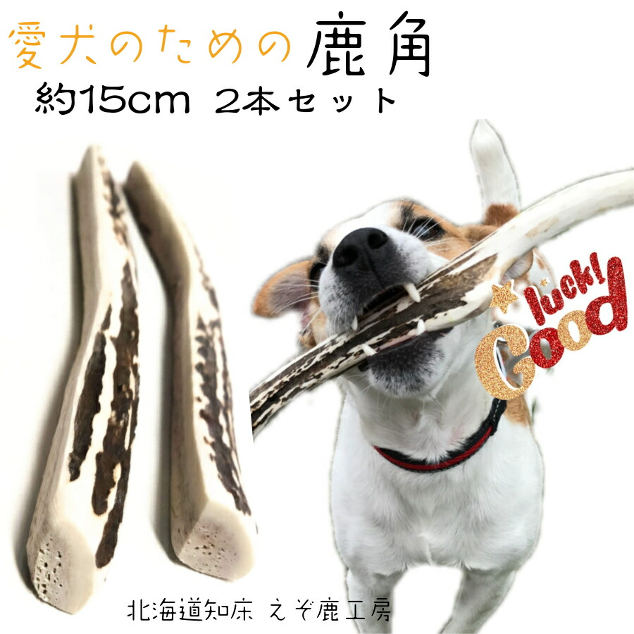 【楽天市場】鹿の角 犬 おもちゃ 15cm 4つ割り 1本 鹿角 小型犬 国産 北海道 天然 エゾ鹿角 玩具 デンタルケア ガム 歯磨き エゾシカ  愛犬 スティック 骨 ボーン 角 歯周病 健康 ペット お試し フード 防止 しつけ 犬用 : えぞ鹿工房カルペ