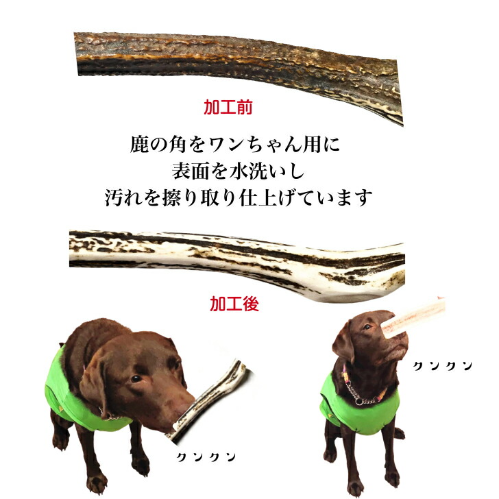 鹿の角 犬 25cm 丸型 2本セット 鹿角 長持ち 国産 北海道 天然 エゾ鹿 角 おやつ おもちゃ 玩具 ガム デンタルケア 歯磨き 中型犬 大型犬 愛犬 スティック 骨 ボーン えぞ鹿 歯周病 Devils Bsp Fr