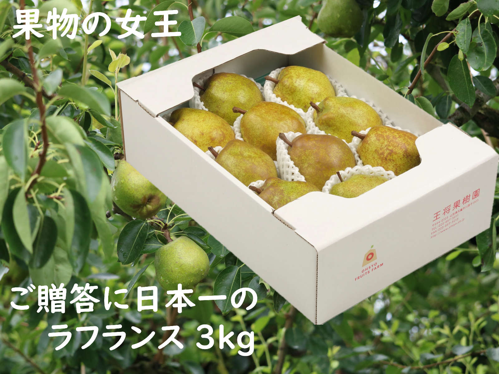 市場 ラフランス３kg 山形県産 フランス ラ 果物 フルーツ ご贈答L-5 天童市産