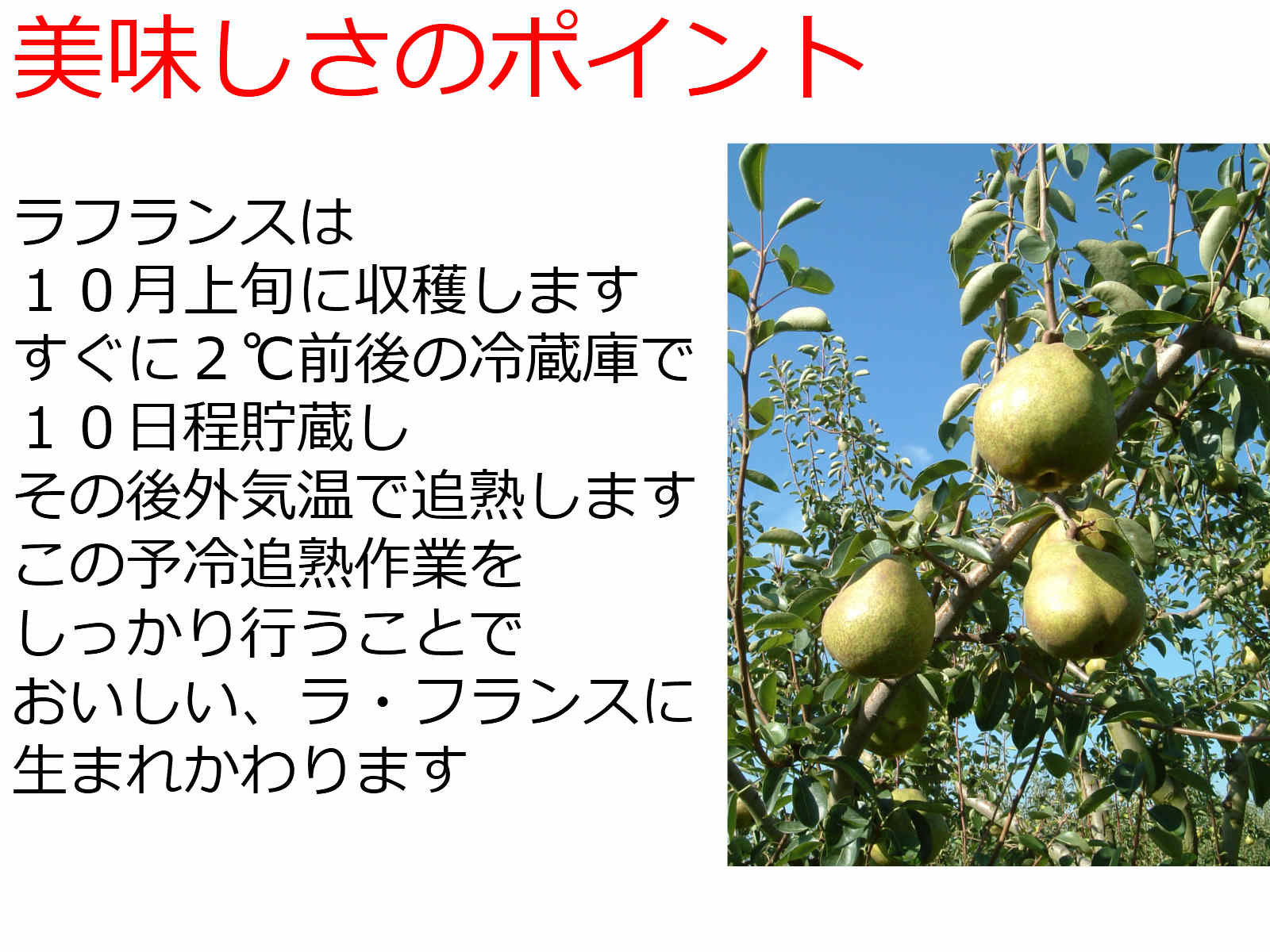 市場 ラフランス３kg 山形県産 フランス ラ 果物 フルーツ ご贈答L-5 天童市産