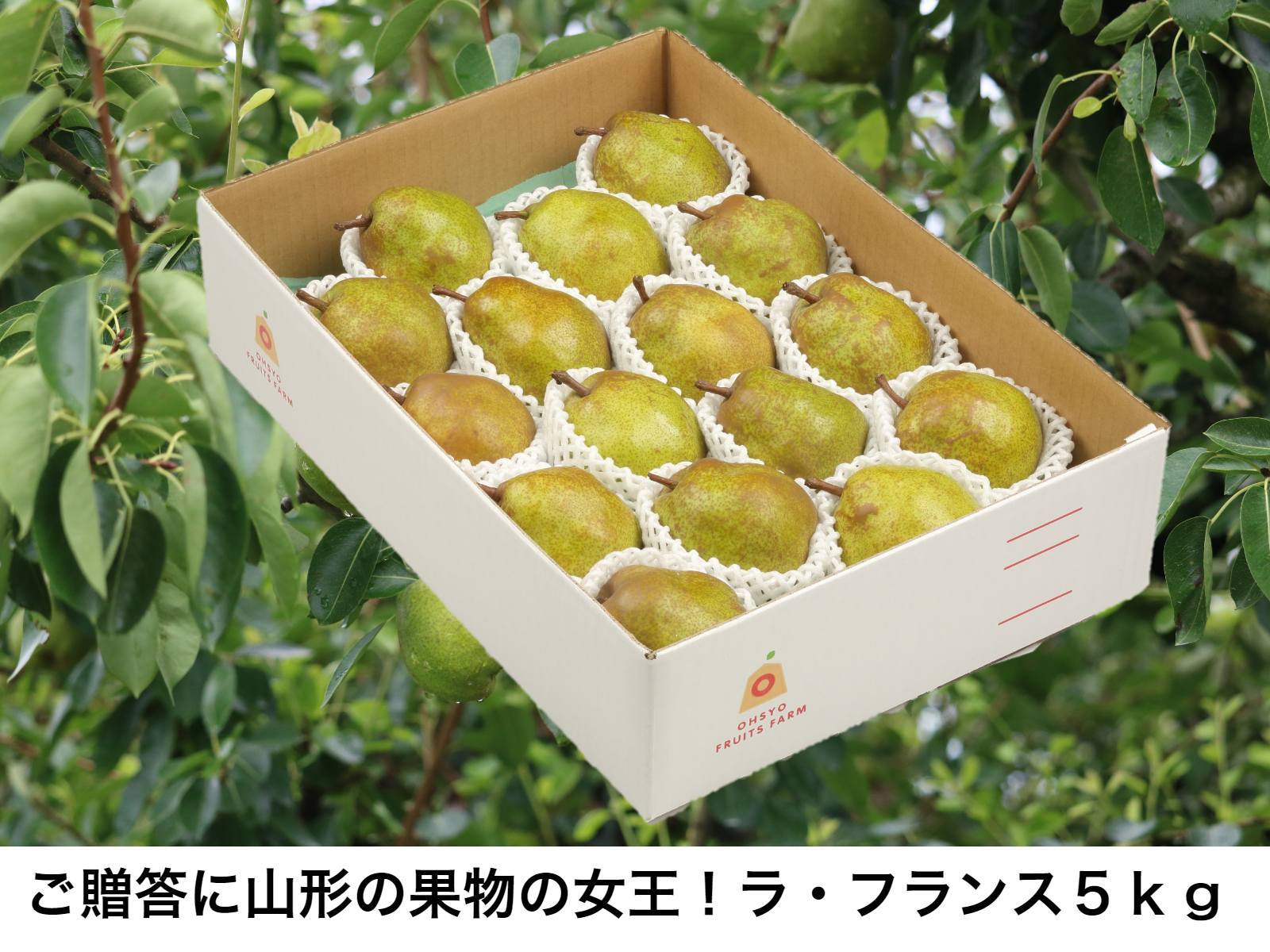 市場 ラフランス５kg 天童市産 フランス フルーツ ご贈答l 6 ラ 山形県産 果物