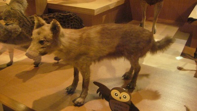 どうぶつの森 絶滅種 ニホンオオカミ/日本狼 ジオラマ完成品★ジオラマで見る野生の世界★コレクションケース 180×180×186mm|お城のジオラマ鍬匠甲冑屋