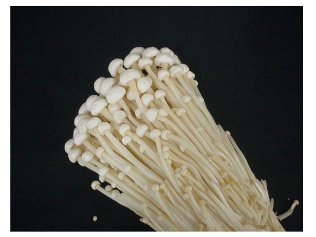 楽天市場】【宮崎産】エノキタケ えのき茸 1袋 70円(税別)【同梱商品