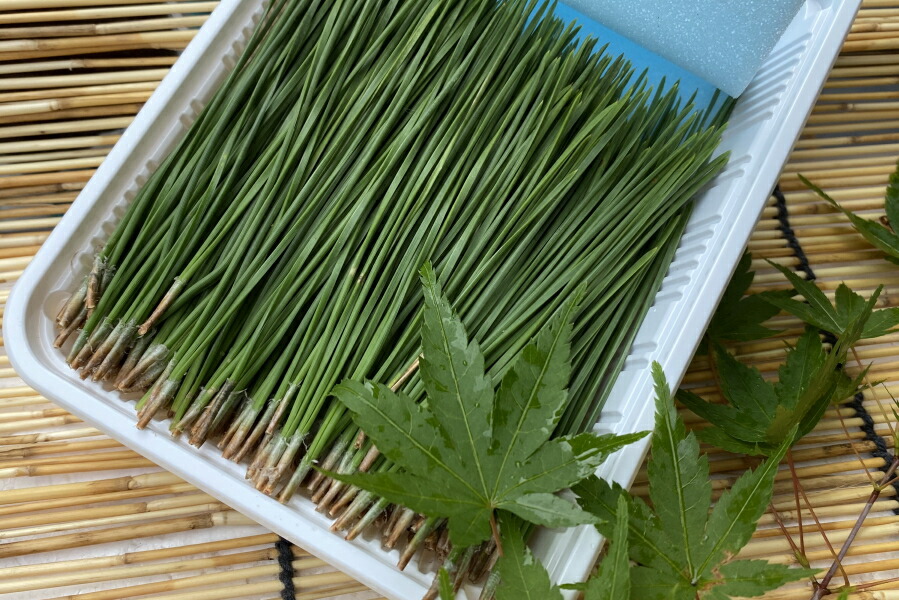 楽天市場】【送料無料】 徳島県産 赤松の葉100g送料込 松葉（天然