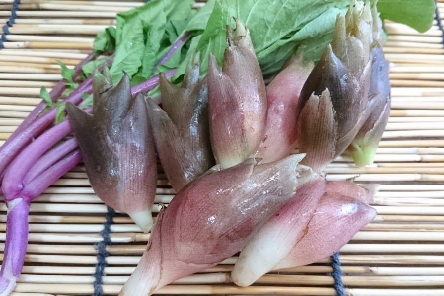 秋田県産茗荷　5キロ 令和6年産 玄米 秋田県産あきたこまち 5㎏ | 999-400444 | 【公式】