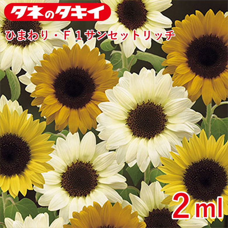 2点セット ひまわり 超簡単！栽培セット ミニひまわり DCM 花種 ミニひまわり