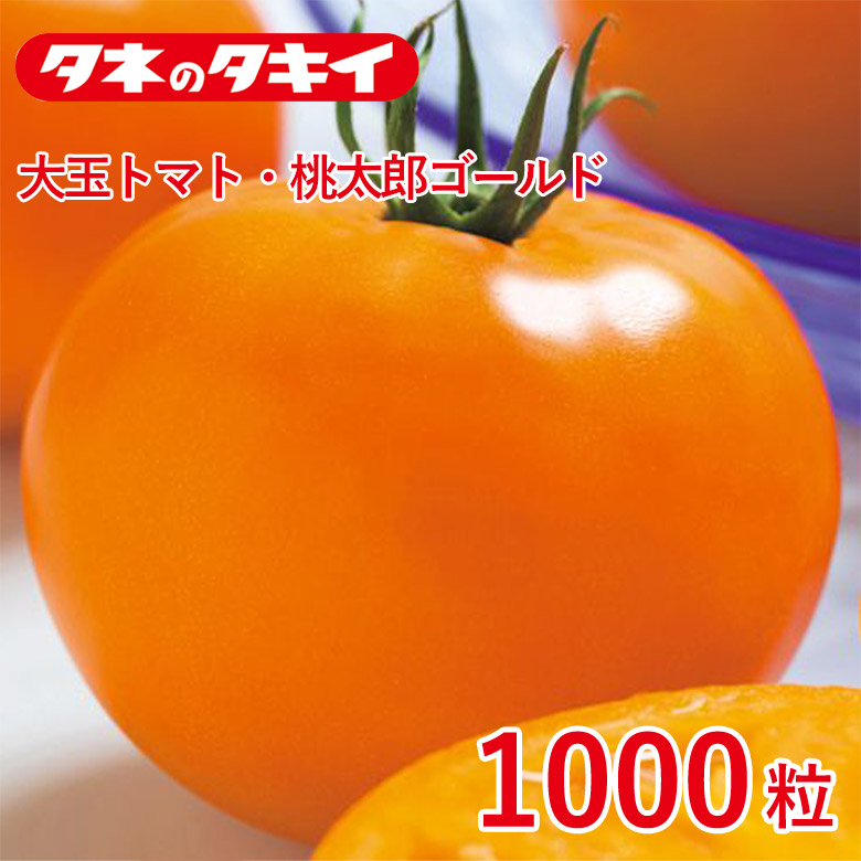 大玉トマト・桃太郎ゴールド 1000粒 とまと 種 種子 タキイ交配 栽培 野菜 家庭菜園
