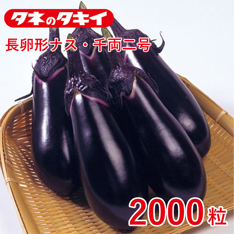 千両二号 2000粒 種 種子 タキイ交配 栽培 野菜 家庭菜園