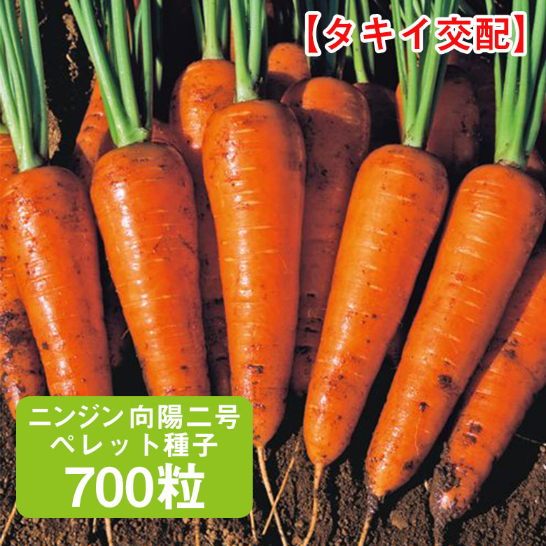 楽天市場】向陽二号 700粒 ニンジン種 コーティング種子 タキイ交配