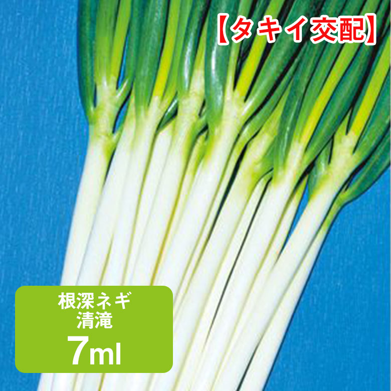 楽天市場】【家庭菜園にオススメ】深谷産ネギ苗 チェーンポット