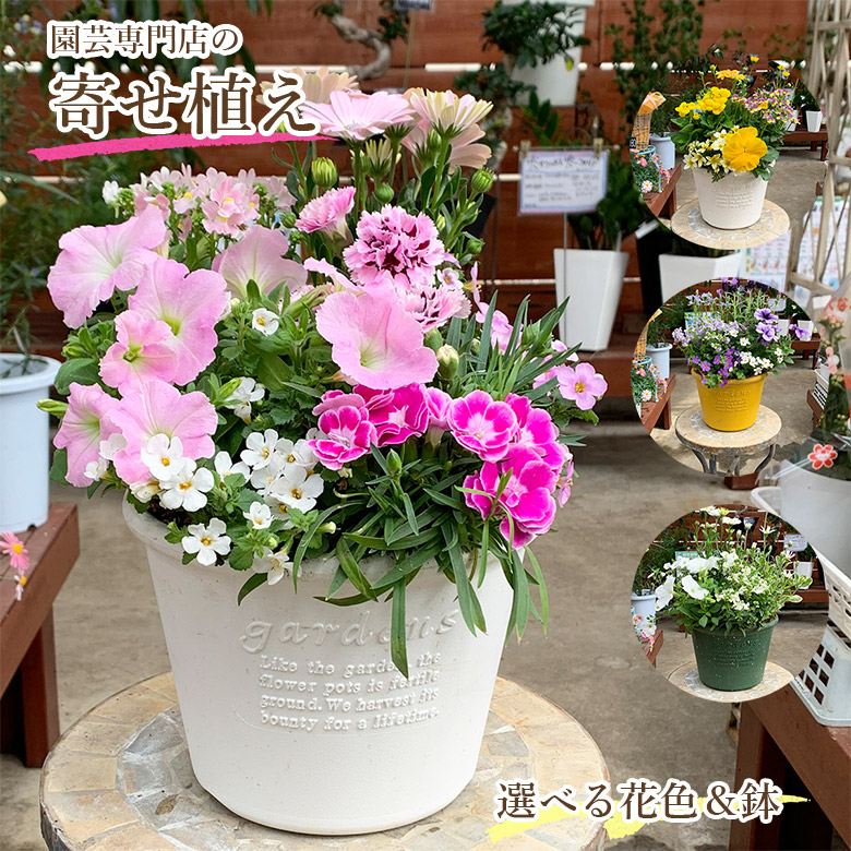 迷宮に咲く花　蒔菜　SR 2枚セット Amazon.co.jp: WHITE ALBUM2 冬馬かずさ 花嫁ver. 1/7 Myethos