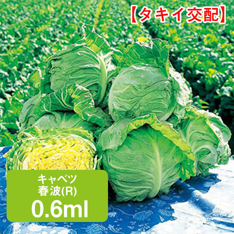 楽天市場】ダイコン 冬神楽 タキイ交配 7.0ml 家庭菜園 野菜 種 種子