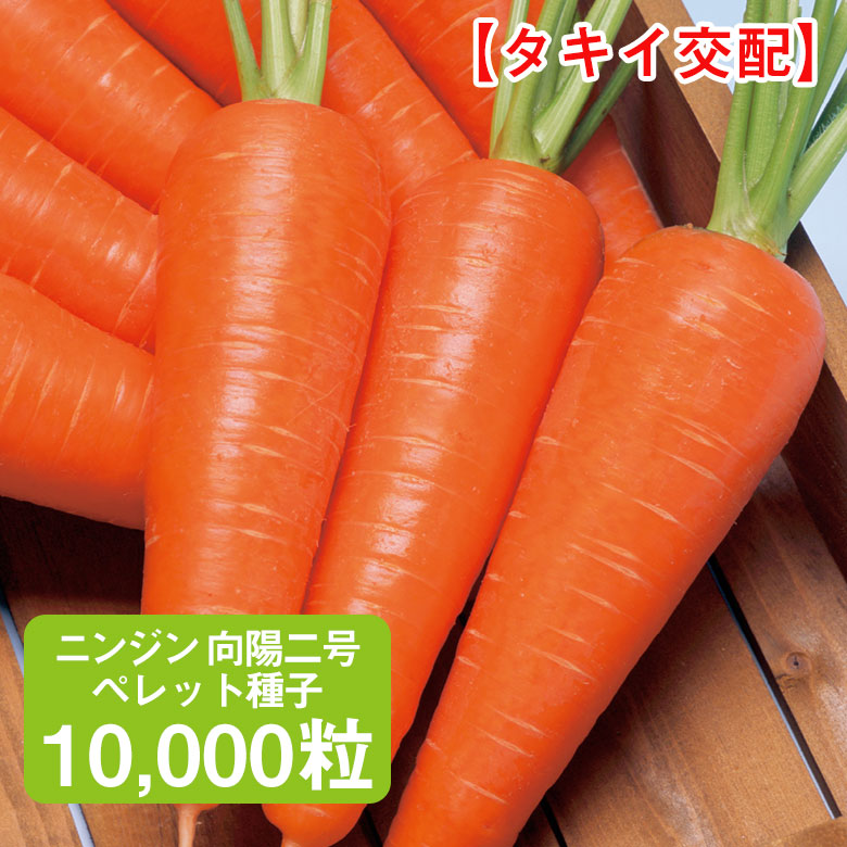 楽天市場】向陽二号 700粒 ニンジン種 コーティング種子 タキイ交配