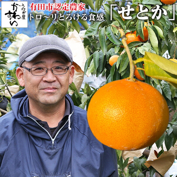 【楽天市場】[収穫次第順次発送]生駒さんのせとか 訳あり 5キロ 3キロ[サイズ混合 S～3L]せとか 有田みかん 和歌山 ミカン 蜜柑