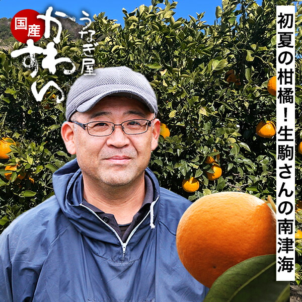 楽天市場】＼和歌山・有田から産直／ 生駒さんの南津海 なつみ ナツミ