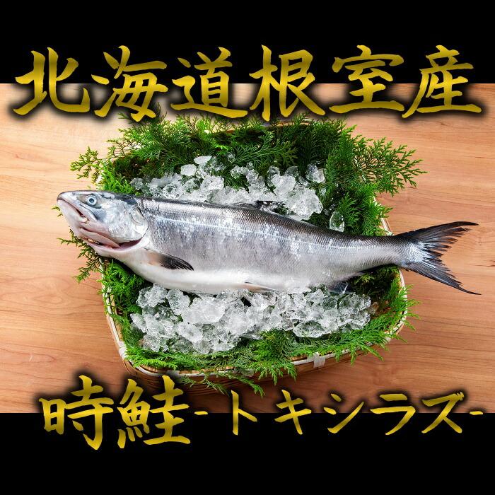 楽天市場】根室産時鮭 トキシラズ 1尾2kg以上 時鮭 トキシラズ ときしらず 時シラズ 時しらず 鮭 サケ さけ お歳暮 御歳暮 贈答用 御祝  プレゼント ギフト 記念日 北海道グルメ 北海道産 送料無料 母の日 父の日 : 根室海産物 一丸水産-かずまる-