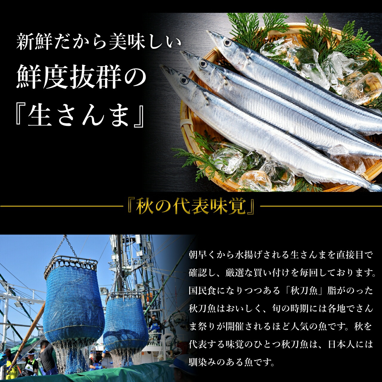 送料無料 北海道根室産 厳選日帰り生さんま 1kg詰め1g前後8尾前後 さんま サンマ 秋刀魚 生サンマ 魚 さんま 丼 刺身 焼き魚 海鮮丼 北海道産 北海道グルメ お歳暮 御歳暮 贈答用 御祝 プレゼント ギフト 記念日