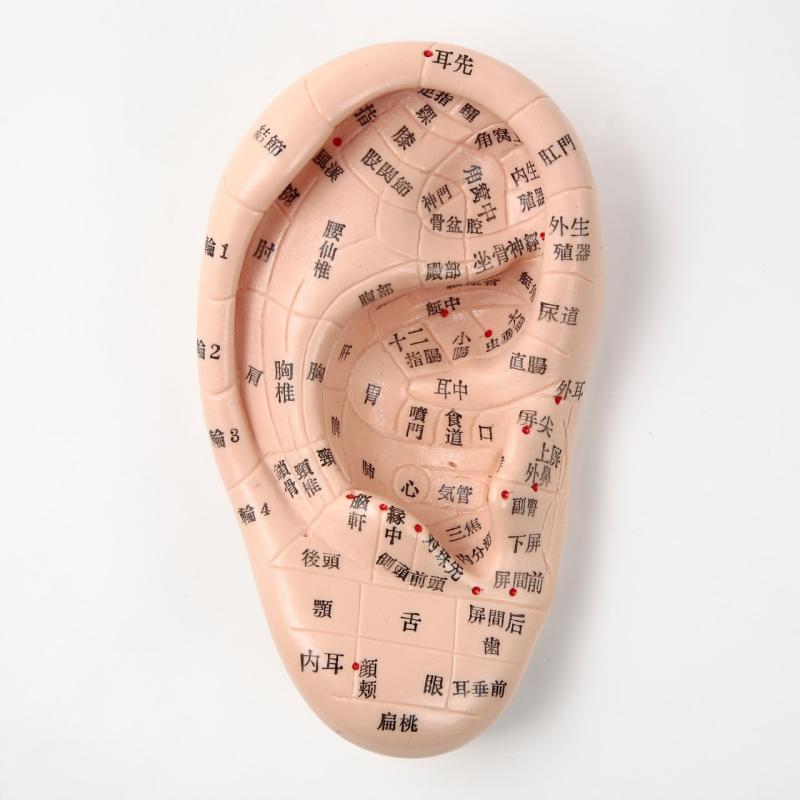 20個セット 未使用 FENGFAN 耳つぼ模型 耳ツボマッサージ 中国語表記 20個セット 未使用 FENGFAN 耳つぼ模型 耳ツボマッサージ 中国語表記 楽天