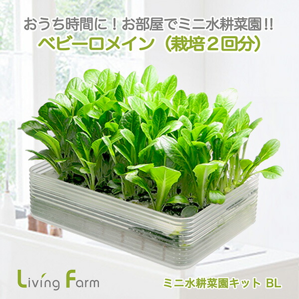 楽天市場】LFS-084 苗作り 水耕栽培キット MS1 リーフレタス 種子付き