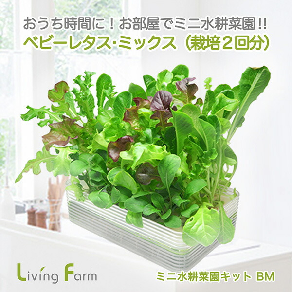 楽天市場】LF-CVTN-W ココベジキットシリーズ 水耕栽培器 ココべジTN