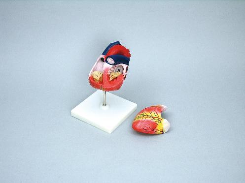 楽天市場】血液循環系模型アーテック 実験キット 自由研究 /生物