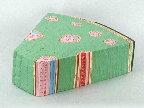 楽天市場】血液循環系模型アーテック 実験キット 自由研究 /生物