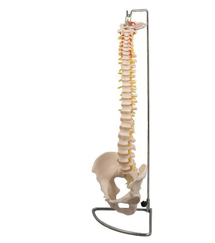 楽天市場】血液循環系模型アーテック 実験キット 自由研究 /生物