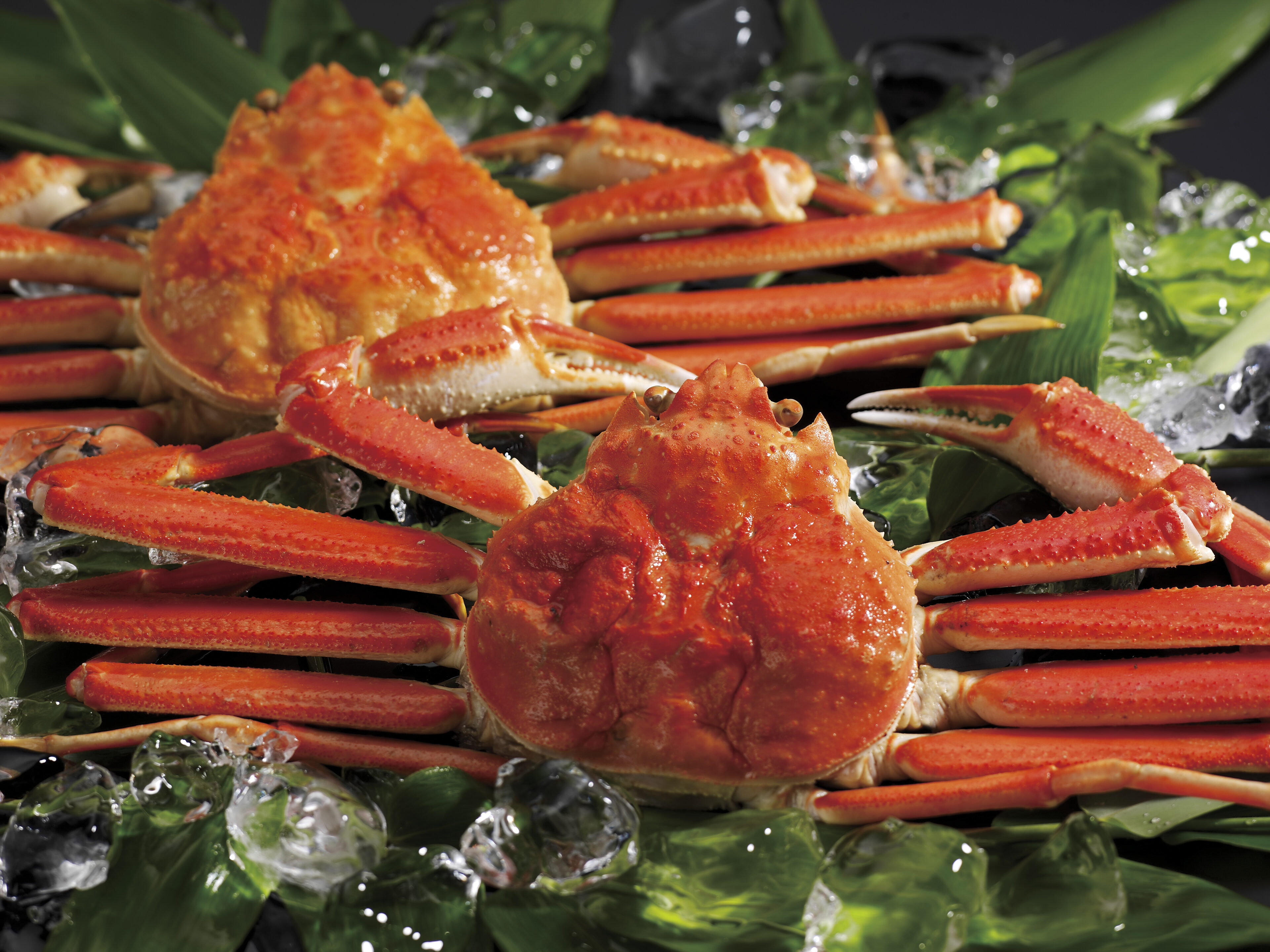 メーカー直送 ギフト ボイルずわいがに姿2尾（40） 400＊2｜送料無料 結婚内祝い 出産内祝い お祝い お礼 お返し ご挨拶 快気祝い 記念日 誕生日 母の日 2026