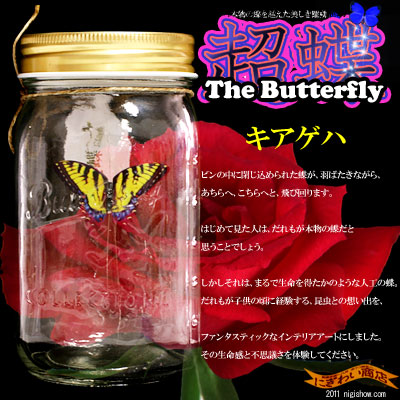 超蝶 (ちょうちょう)- キアゲハ -the Wonder Butterfly 凄すぎて笑っ