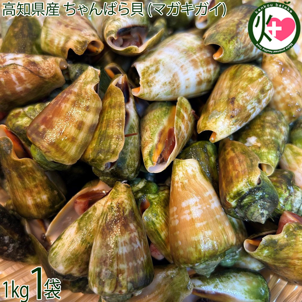 楽天市場】ワクトフーズ 高知県産 マガキガイ 1kg チャンバラ貝 : 旨い