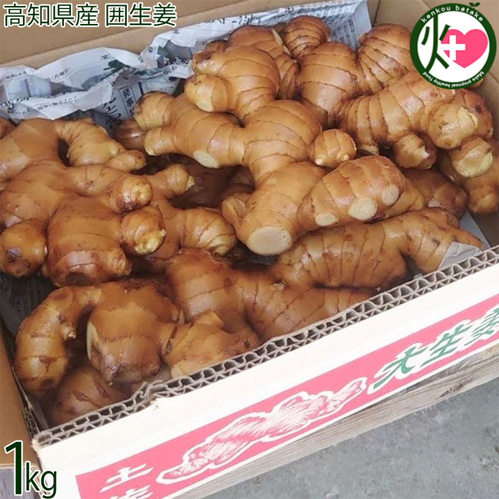 みかん高知県産親生姜5Kg 楽天市場】ワクトフーズ 高知県産 親生姜 5kg×1箱 : 旨いもん