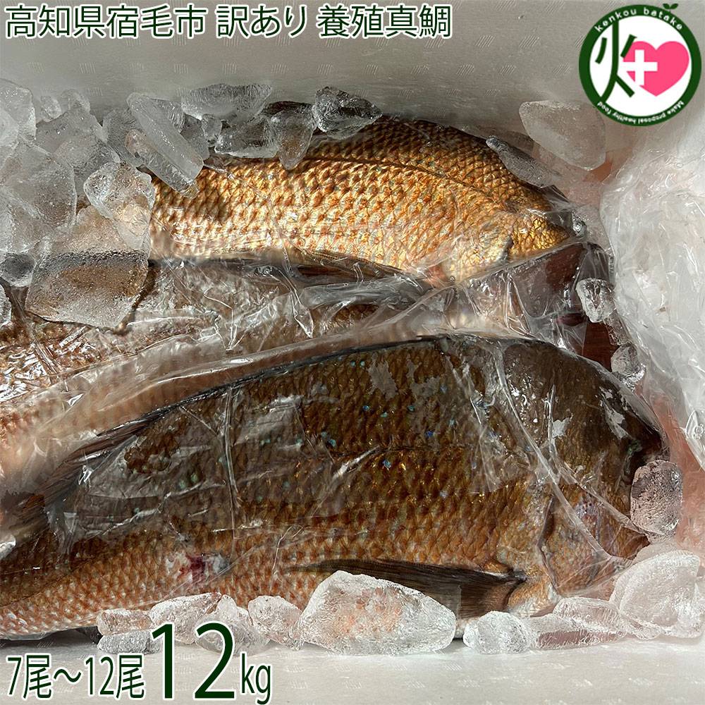 ワクトフーズ 高知県宿毛市 訳あり 養殖真鯛 約12kg 7尾～12尾目安｜けんこう畑