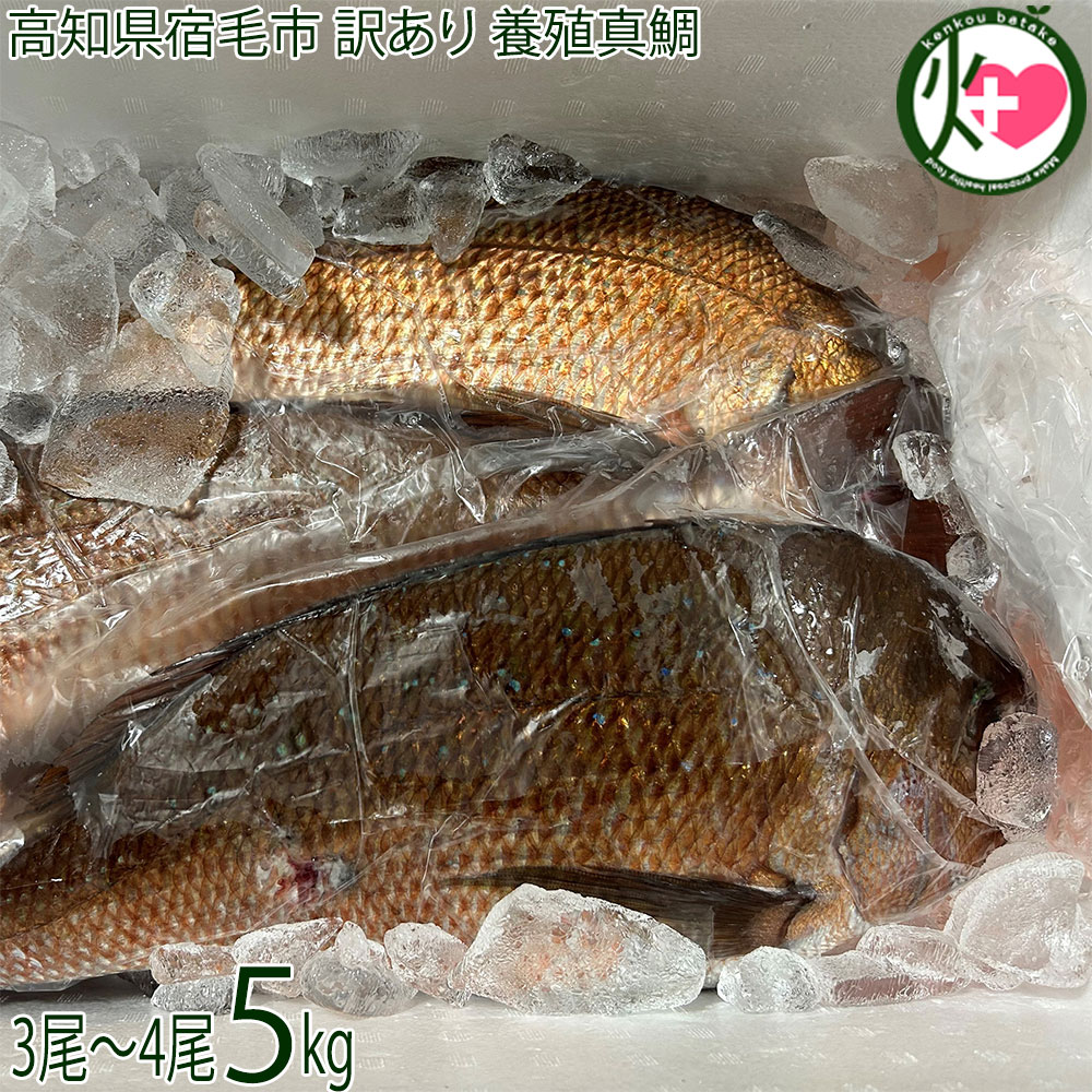 ワクトフーズ 高知県宿毛市 訳あり 養殖真鯛 約5kg 3尾～4尾目安