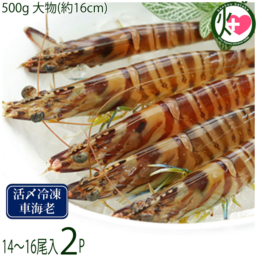 宜野座養殖場 急速冷凍 宜野座村産 車えび 活き締め 500g 大物(約16cm) 14～16尾×2P