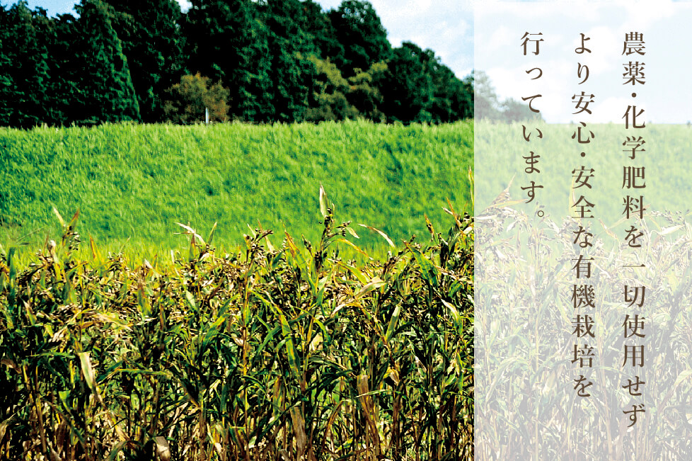 活性はとむぎ美人茶有機農産物お徳タイプ6個セット