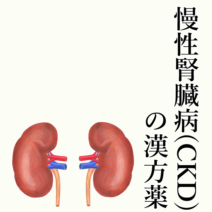 【第2類医薬品】慢性腎臓病(CKD)の漢方薬 1日2～4回服用 30日分/90日分 漢方薬 慢性腎臓病 腎臓の薬 クレアチニン 人口透析を避けたいなら食事と漢方でサポート eGFR IgAが気になる 送料無料 電話無料相談・メール相談24時間対応｜漢方の健康堂薬局