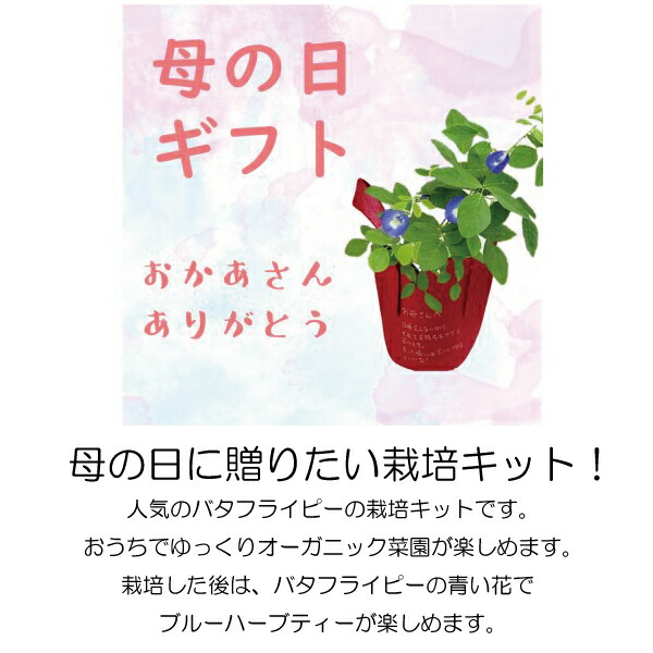 楽天市場 送料無料 組み合わせ不可 のんびりおーがにっく バタフライピー栽培キット バタフライピー ティー ２袋セット 土 種 プランター 母の日カード 付 5 6までのご注文で5 7発送 健康生活応援ショップ