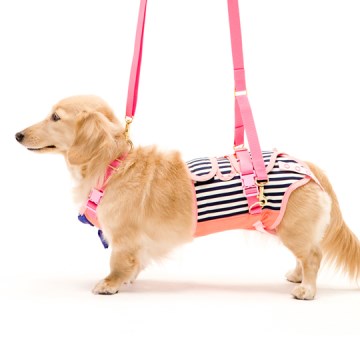 国内配送 楽天市場 トンボ 歩行補助ハーネスlalawalk ララウォーク 小型犬 ダックス用サポーターパッド付 チェリーマリン S ペット健康便 全商品オープニング価格特別価格 Lexusoman Com