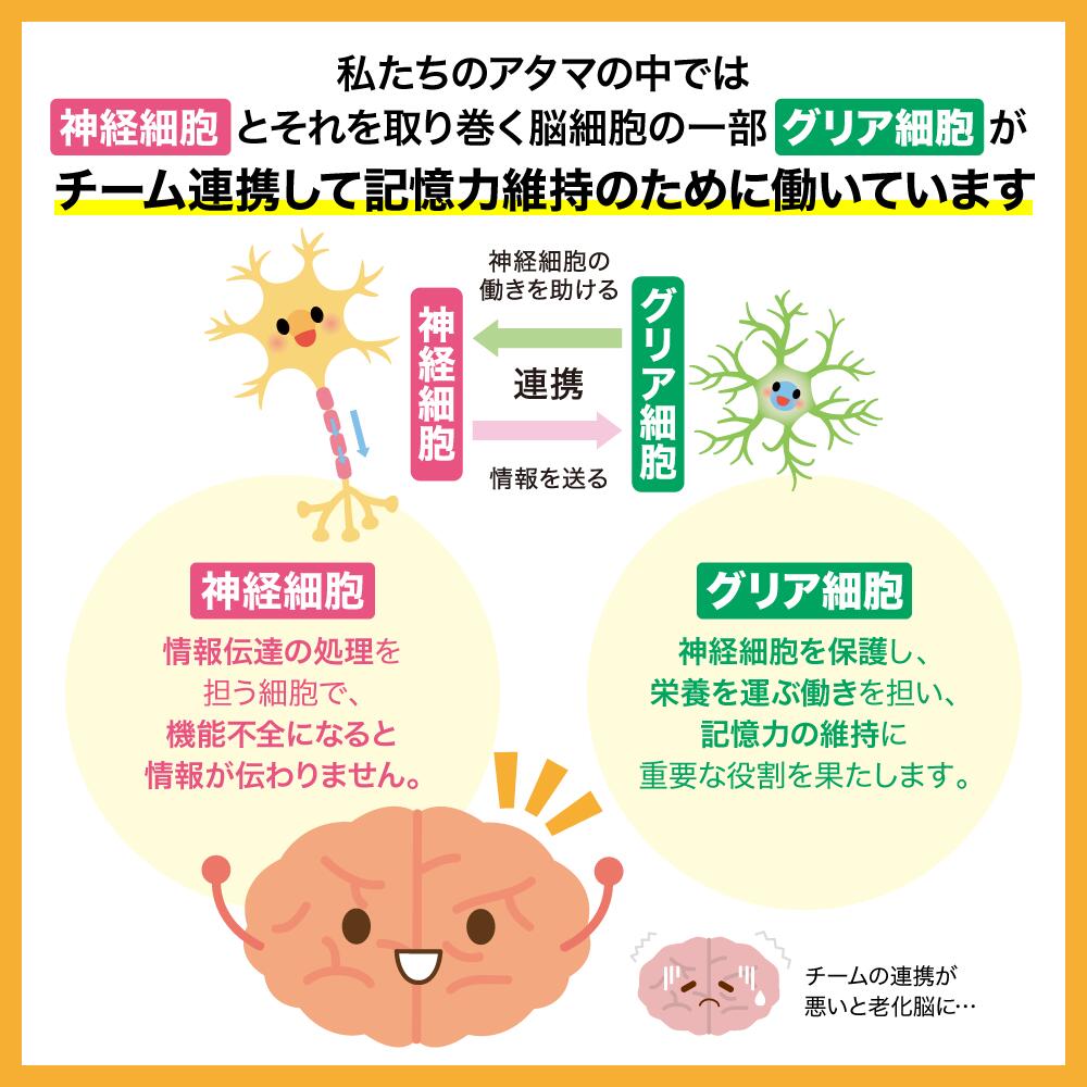 ビフィズス菌