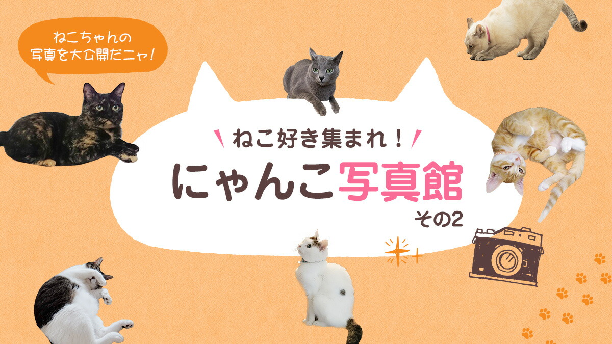 楽天市場】＼店内P最大10倍♪＋5％OFF／ 【楽天1位】 猫 爪とぎ